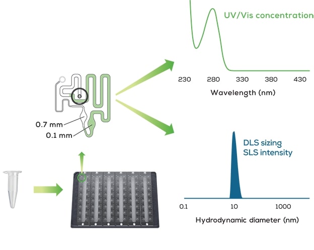 Dynamic light scattering size distribution and UV/Vis absorbance graphs generated by Stunner protein analysis equipment.