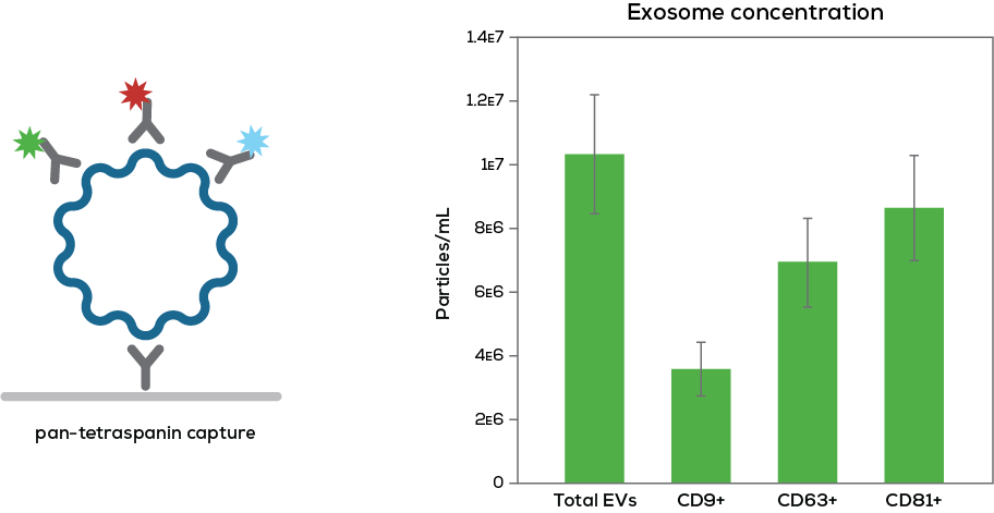 Exosome characterization results showing particle size, concentration, and protein marker expression using Leprechaun.
